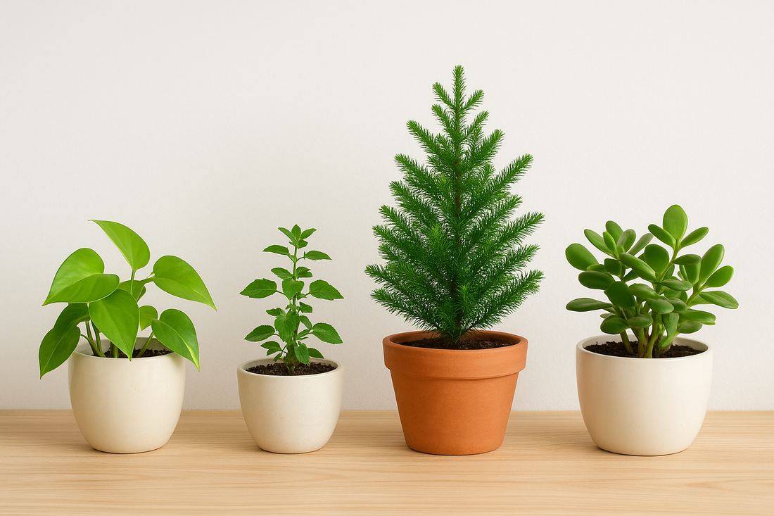 Top 4 Plants to Bring Positive Energy and Fresh Air to Your Home