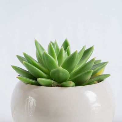 Indoor plants for home