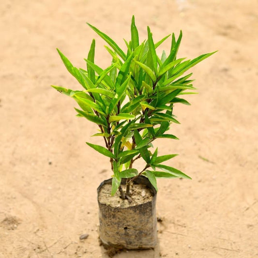 Shukh shanti plant vastu plants in 4 inchs nursery bag