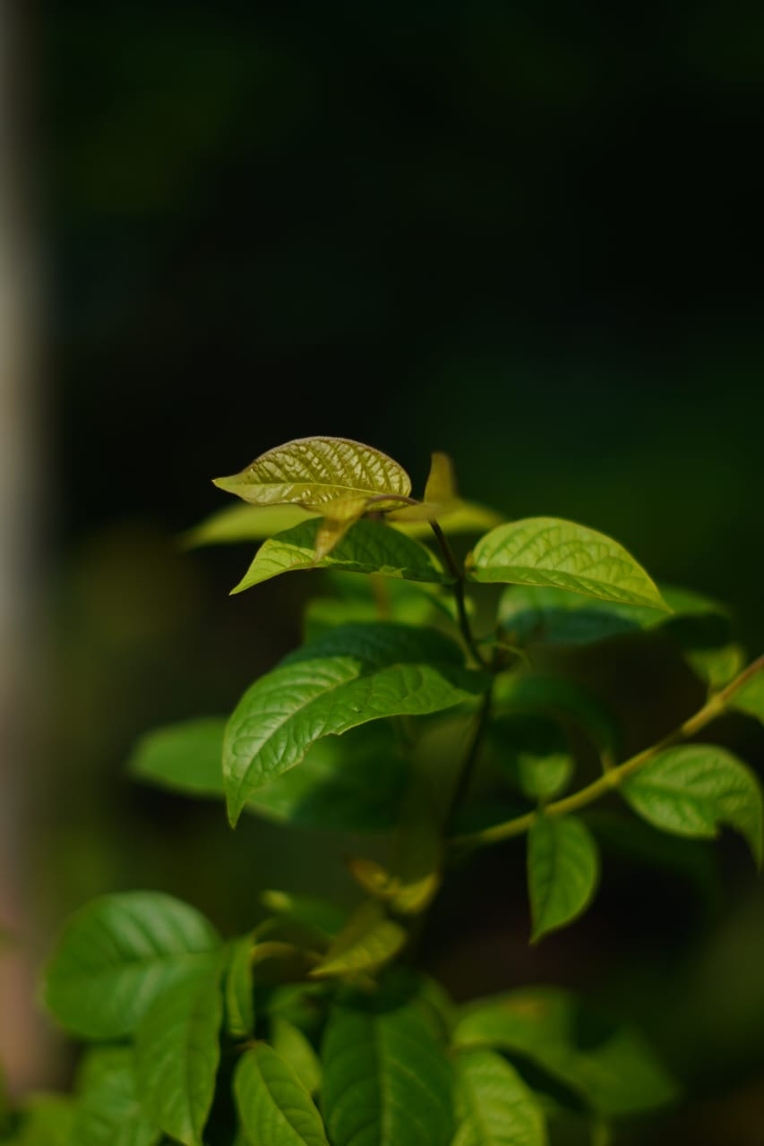 Madhumati Bel plant in 4 inch nursery bag