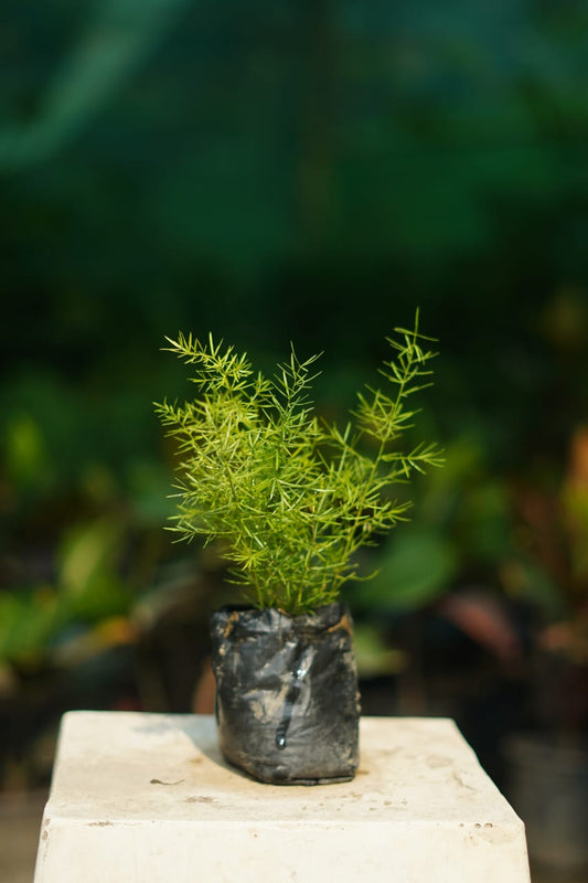 Asparagus mary grass in 4 inch nursery bag