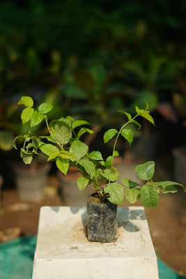 Madhumati Bel plant in 4 inch nursery bag