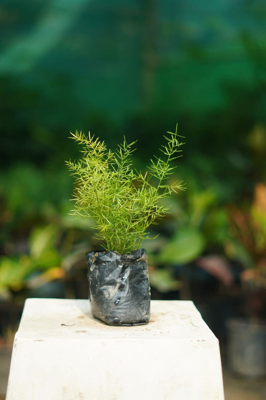 Asparagus mary grass in 4 inch nursery bag