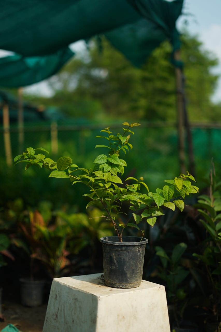 Madhumalti plant in 6 inch nursery bag