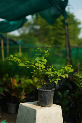 Madhumalti plant in 6 inch nursery bag