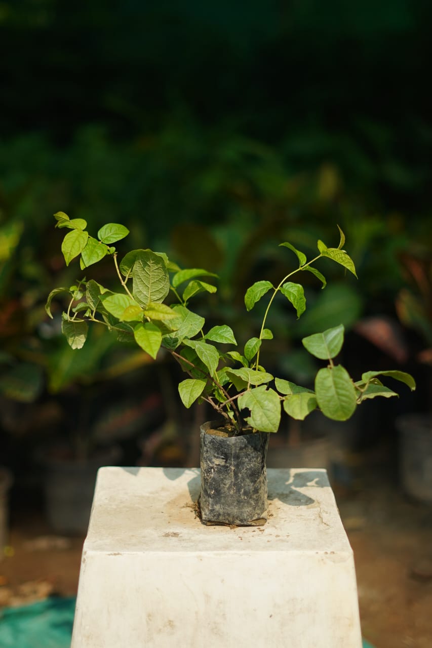 Madhumati Bel plant in 4 inch nursery bag