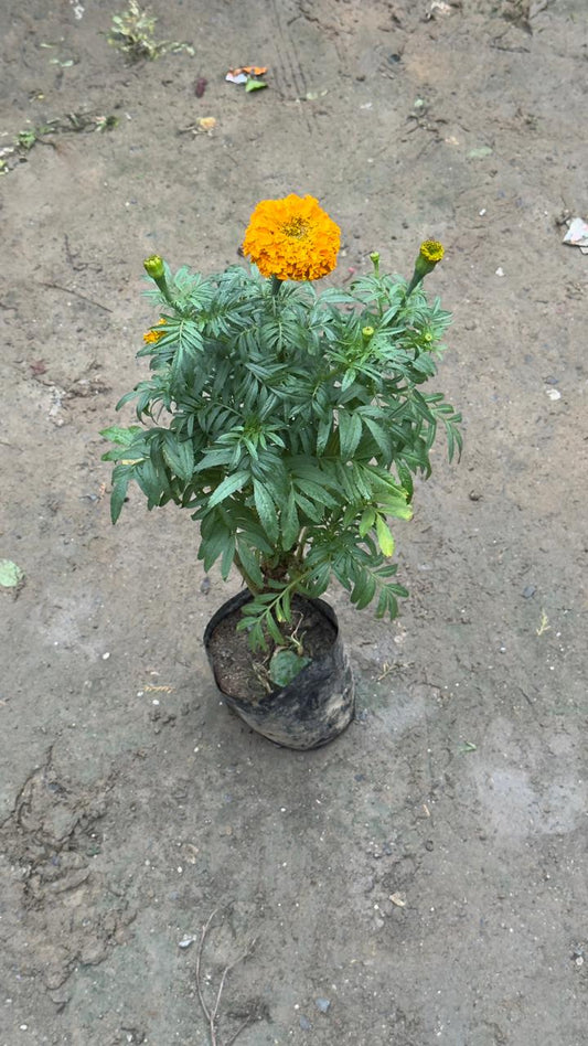 Orange Marigold Plant in 4 inch nursery bag