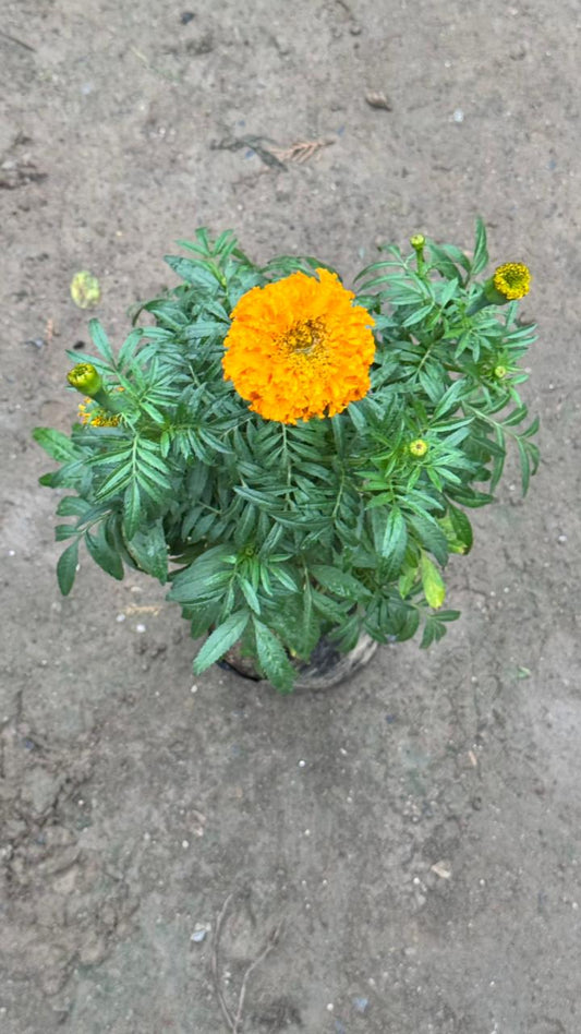 Orange Marigold Plant in 4 inch nursery bag