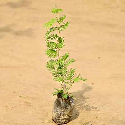 Shami Plant β Sacred & Auspicious (4 Inch Nursery Bag)
