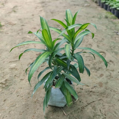Green Messenger Plant β Lucky & Air-Purifying (5 Inch Nursery Bag)
