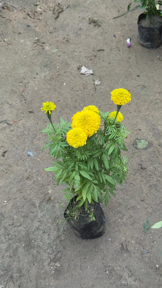 Yellow Marigold Plant in 4 inch nursery bag