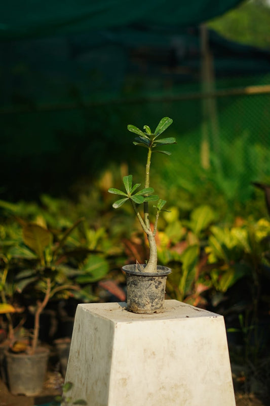 Adenium flower plant in 5 inch nursery pot
