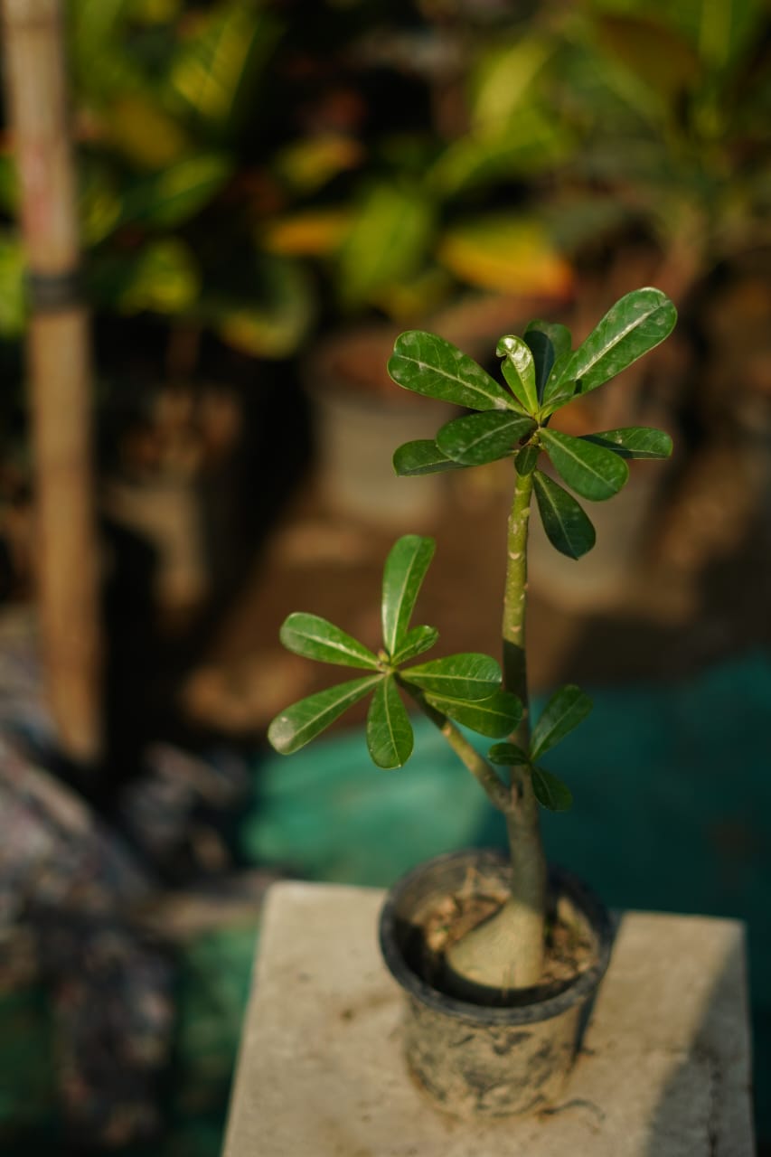Adenium flower plant in 5 inch nursery pot
