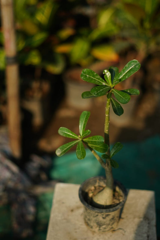 Adenium flower plant in 5 inch nursery pot
