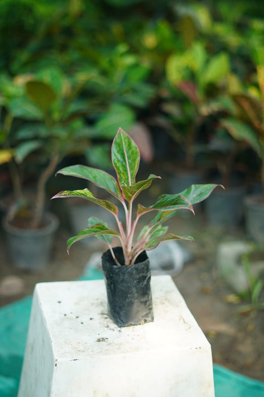 Aglaonema Plant – Air-Purifying Office & Home Indoor Plant