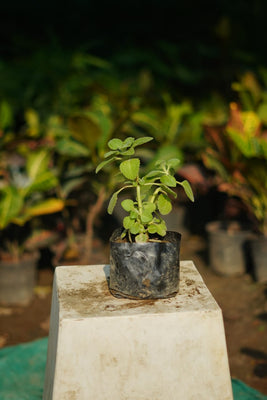 Ajwain plant in 4 inch nursery bag