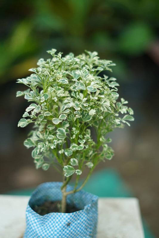 Buy Aralia Mini Variegated Plant Online | Indoor Air Purifying Plant in 5 inch nursrey bag