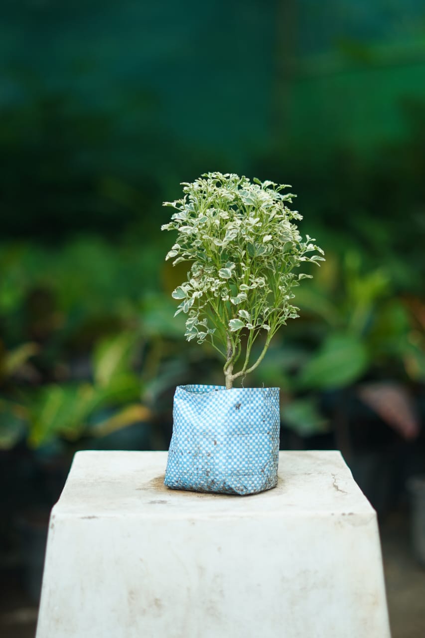 Buy Aralia Mini Variegated Plant Online | Indoor Air Purifying Plant in 5 inch nursrey bag