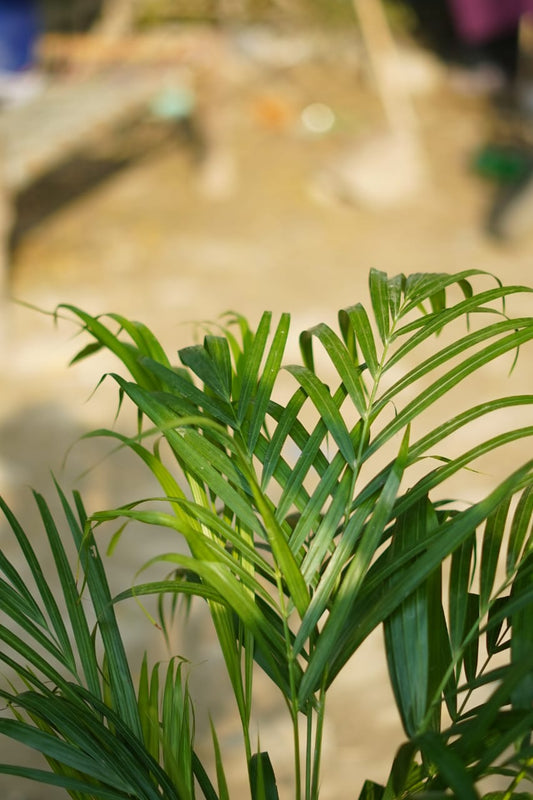 Areca palm plant 8 inch nursery bag size (~3-4 ft)