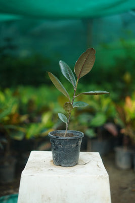 Rubber Plant (Ficus elastica) | Air-Purifying Indoor Plant in 4 inch nursery pot