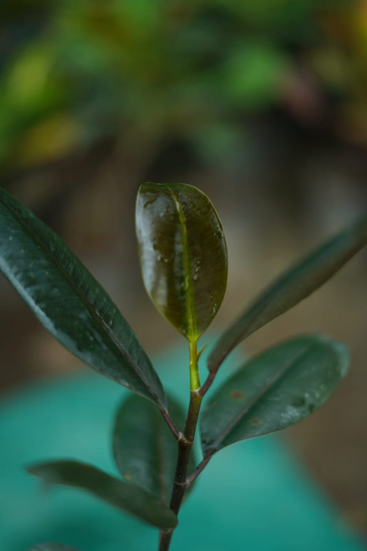 Rubber Plant (Ficus elastica) | Air-Purifying Indoor Plant in 4 inch nursery pot
