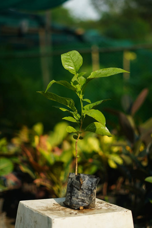 Buy Bel patra plant in 4 inch nursery bag