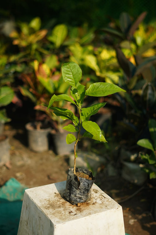 Buy Bel patra plant in 4 inch nursery bag