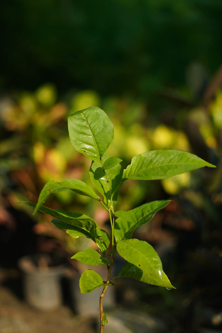 Buy Bel patra plant in 4 inch nursery bag