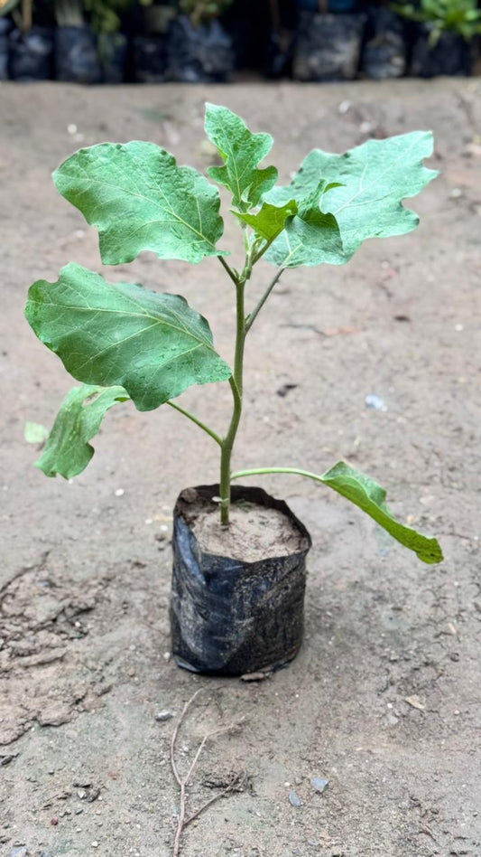 Brinjal vegetable plant in 4 inch nursery bag