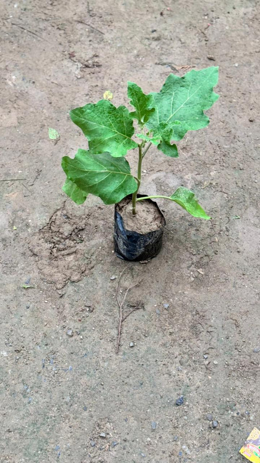 Brinjal vegetable plant in 4 inch nursery bag
