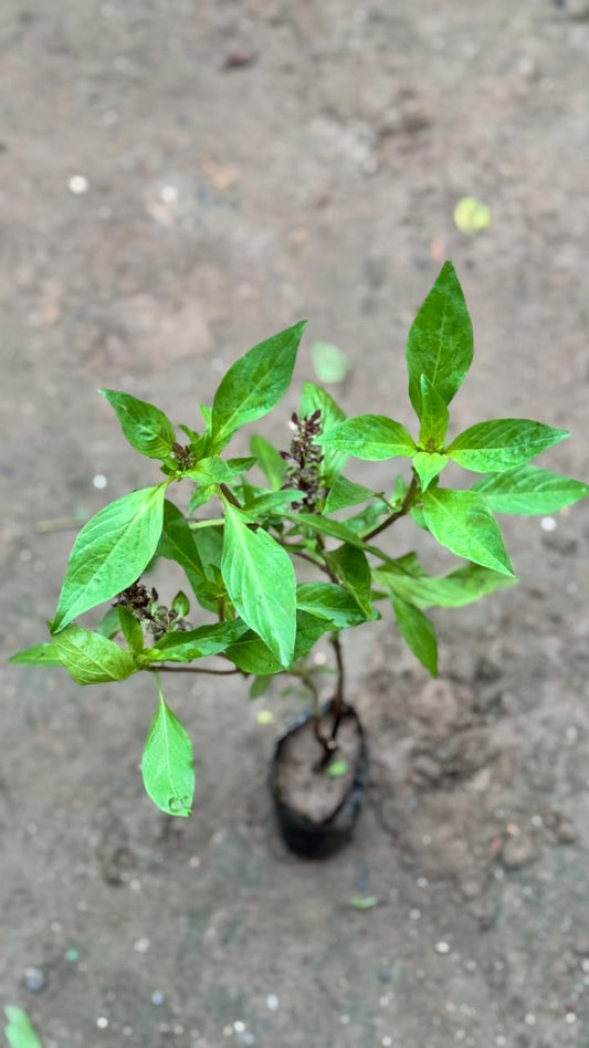 Basil herb plant in 4 inch nursery bag