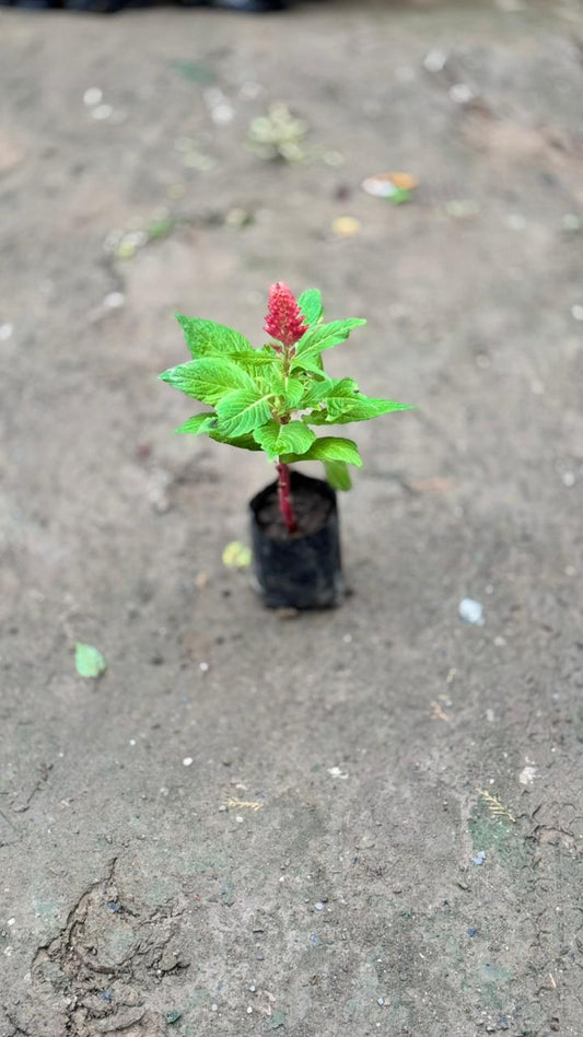 Celosia / Cockscomb(any colour )plant in 4 inch nursery bag (set of 2)