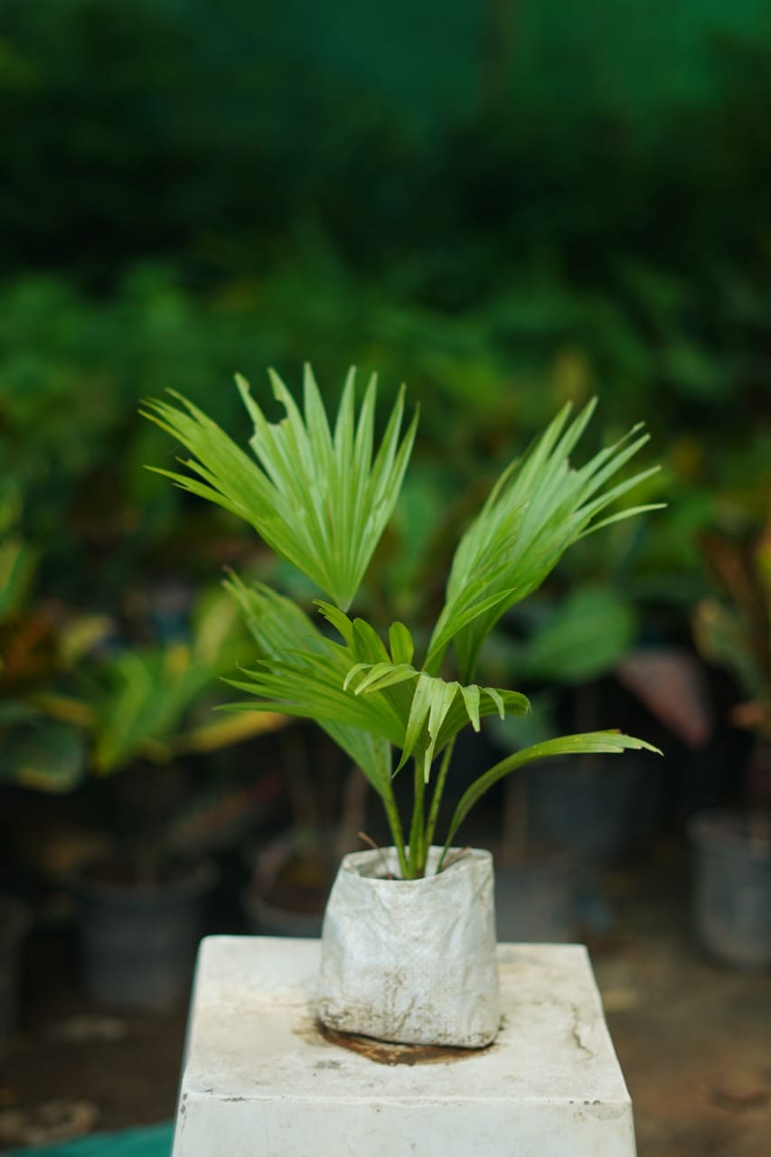Buy China Palm Plant Online | Indoor Palm | Air Purifying Plant in 4 inch nursery bag