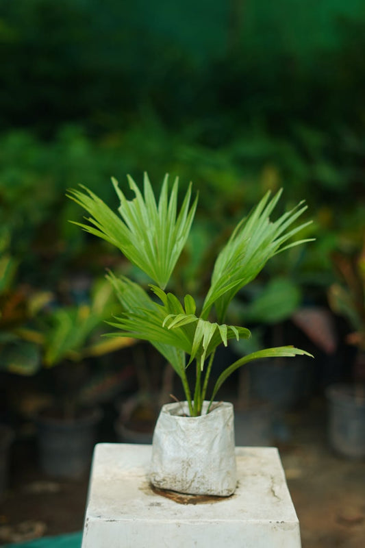 Buy China Palm Plant Online | Indoor Palm | Air Purifying Plant in 4 inch nursery bag