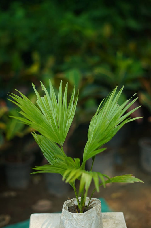 Buy China Palm Plant Online | Indoor Palm | Air Purifying Plant in 4 inch nursery bag