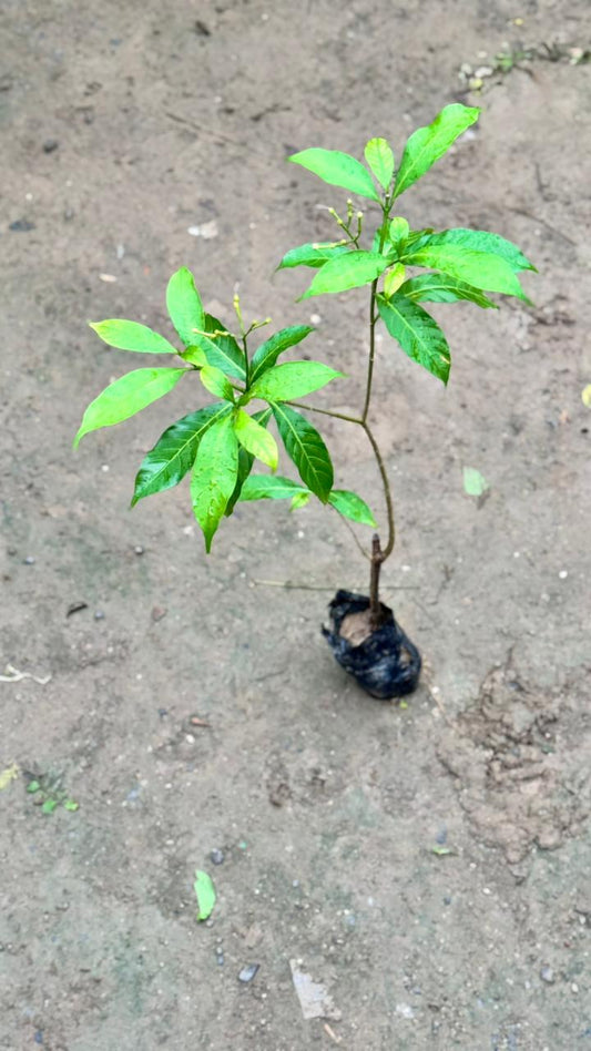 Chandani flower plant in 4 Inch Nursesy bag