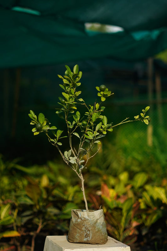 Chinese orange fruit plant in 7 inch nursery bag