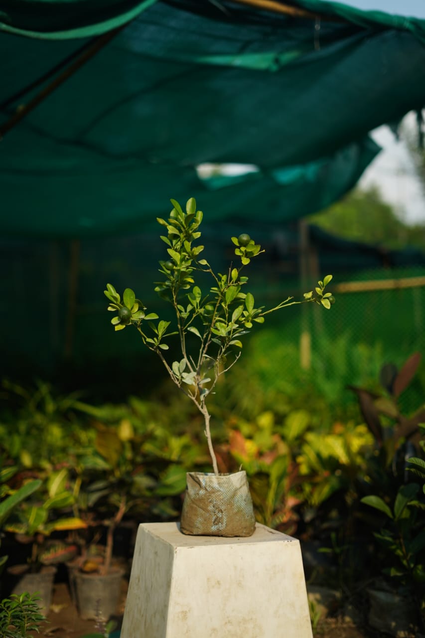 Chinese orange fruit plant in 7 inch nursery bag
