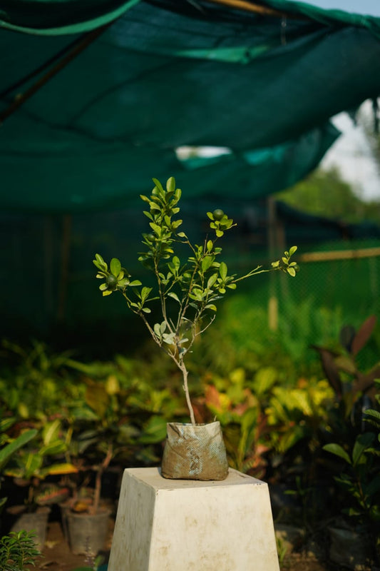 Chinese orange fruit plant in 7 inch nursery bag