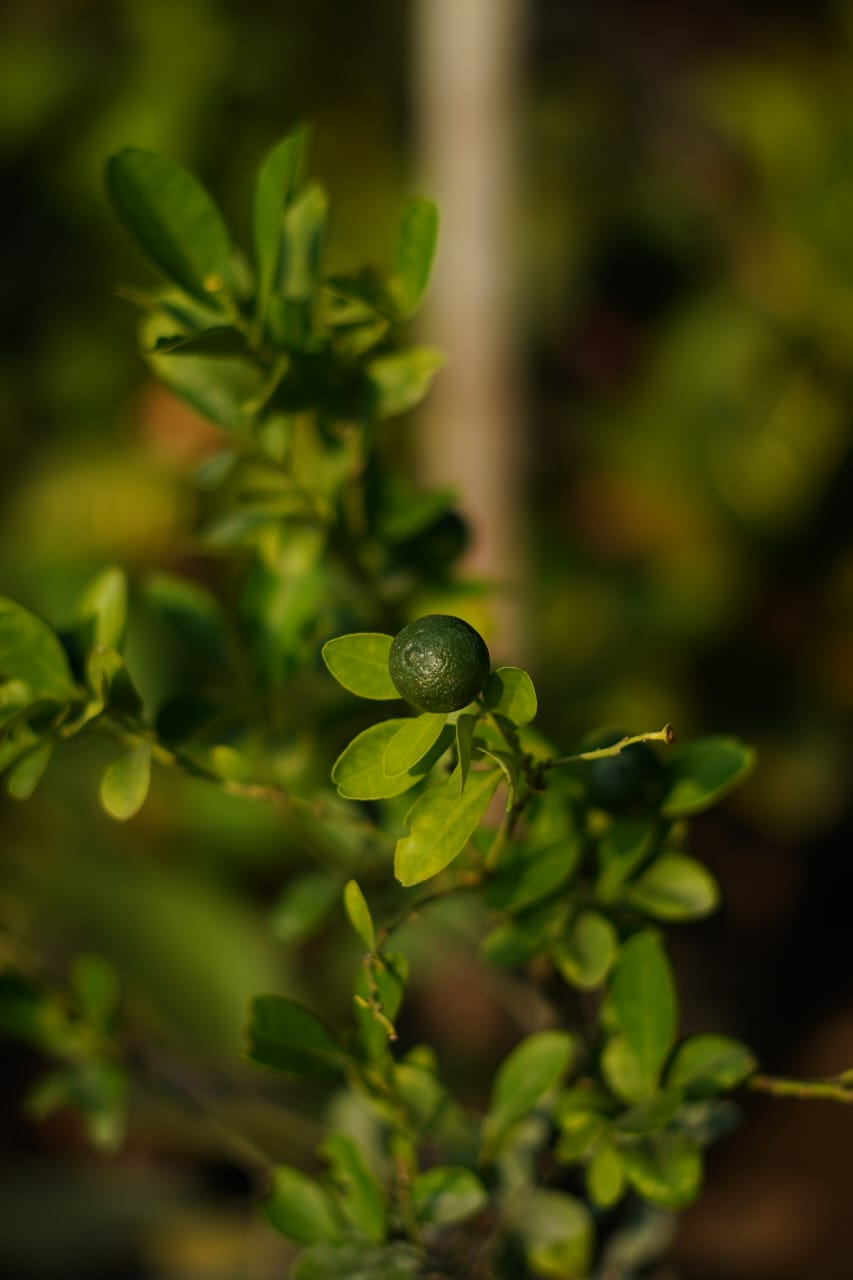 Chinese orange fruit plant in 7 inch nursery bag