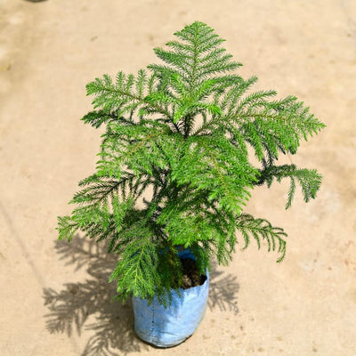 Araucaria / Christmas (~2 ft ) Tree in 7 Inch Nursery Bag