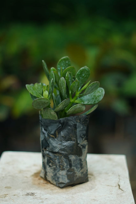 Crassula Succulent Plant | Lucky Jade Indoor Plant in 4 inch nursery Bag