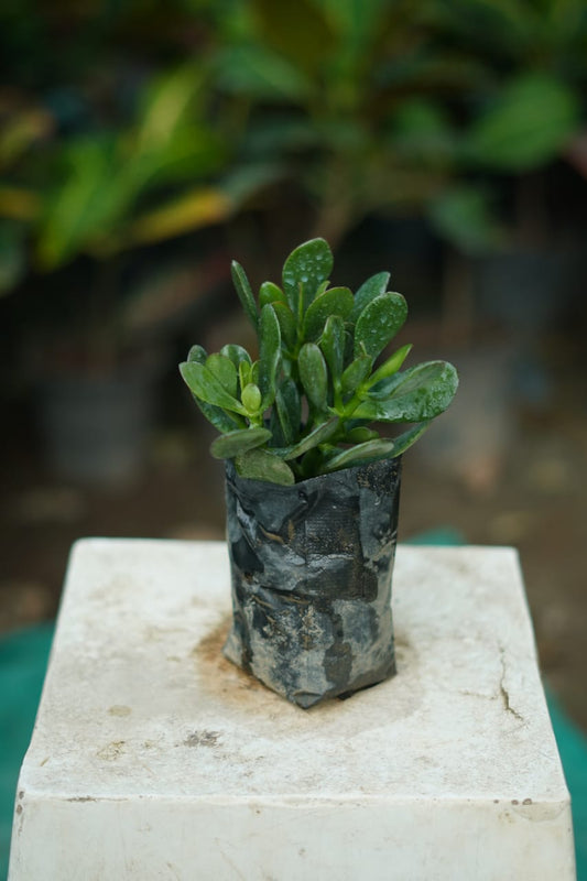 Crassula Succulent Plant | Lucky Jade Indoor Plant in 4 inch nursery Bag