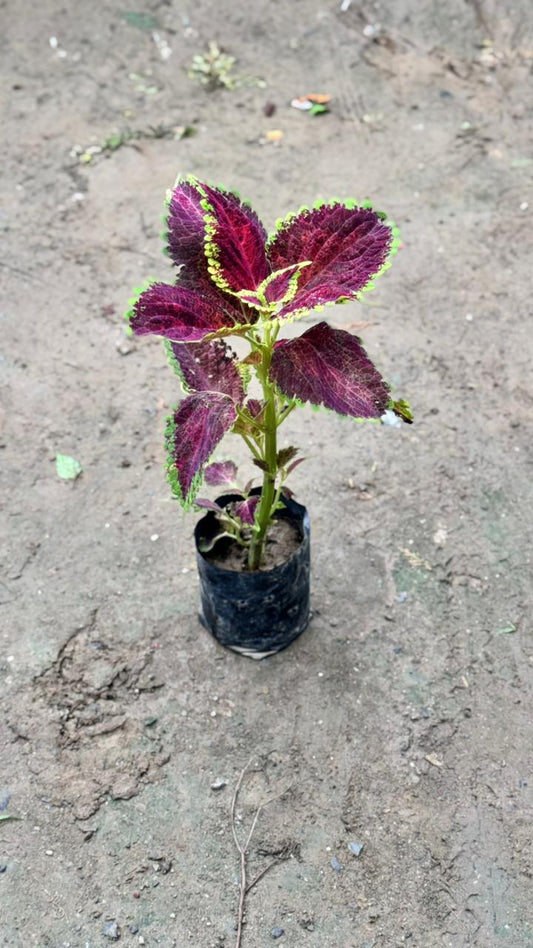 Coleus Plant – Any Color in 4 inch nursery bag
