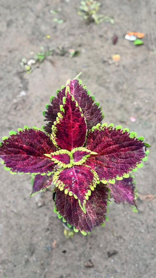Coleus Plant – Any Color in 4 inch nursery bag
