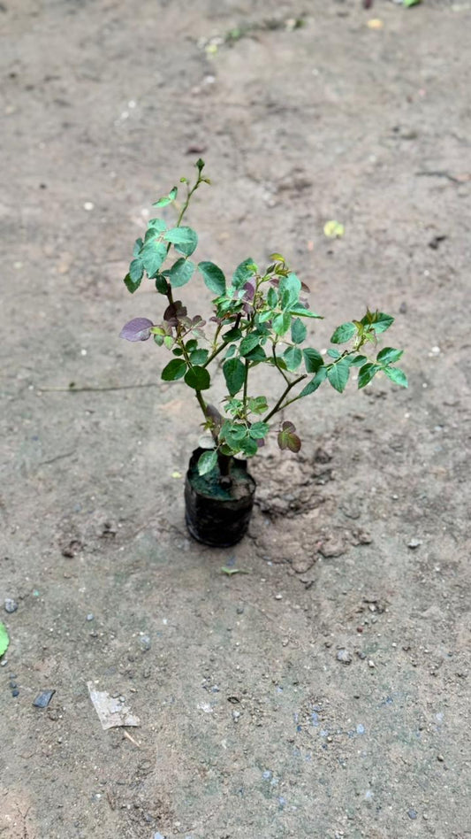 Desi red rose flower plant in 4 inch nursery bag