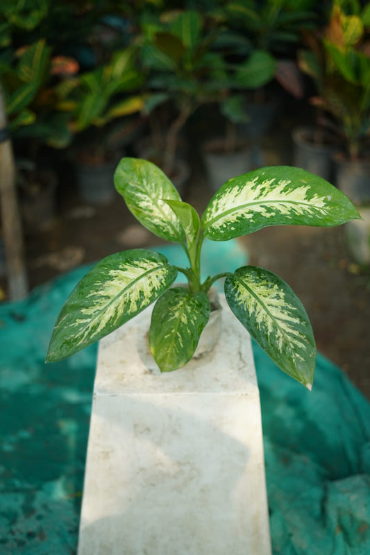Buy Dieffenbachia Plant Online | Indoor Air Purifying Ornamental Plant in 5 inch nursery bag