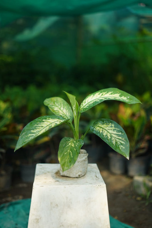 Buy Dieffenbachia Plant Online | Indoor Air Purifying Ornamental Plant in 5 inch nursery bag
