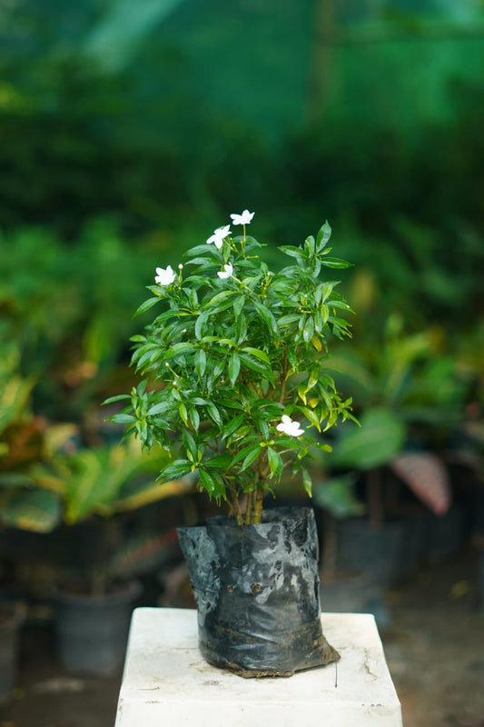 Dwaf Chandani flower plant in 6 inch nursery bag