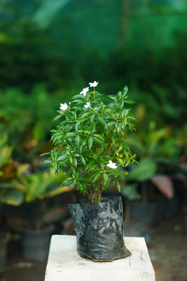 Dwaf Chandani flower plant in 6 inch nursery bag